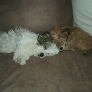 Meet your Posher, Joseph